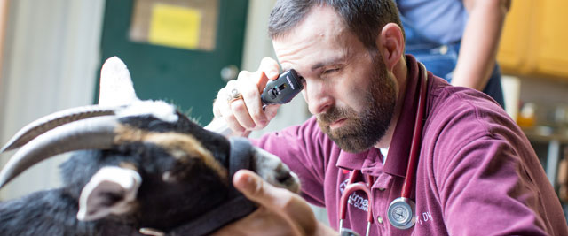 Doctor examinging patient