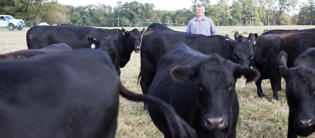 Doctor with standing behind livestock