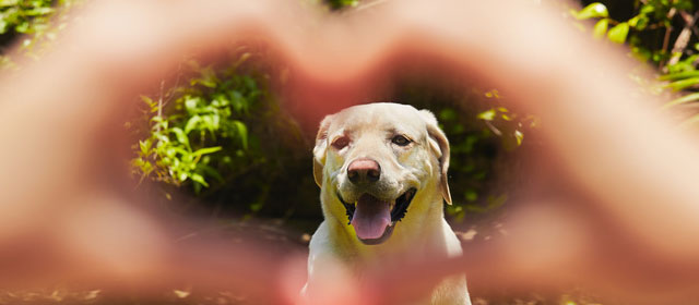 Dog in a hand heart