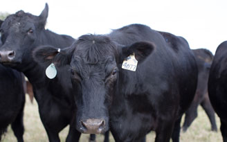 group of cows