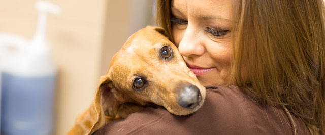 Staff holding dog