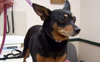 Photo of black dog
