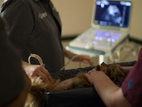 We are proud to have tools like ultrasound, digital dental x-ray, and surgical monitoring technologies to aid us in caring for your pets.