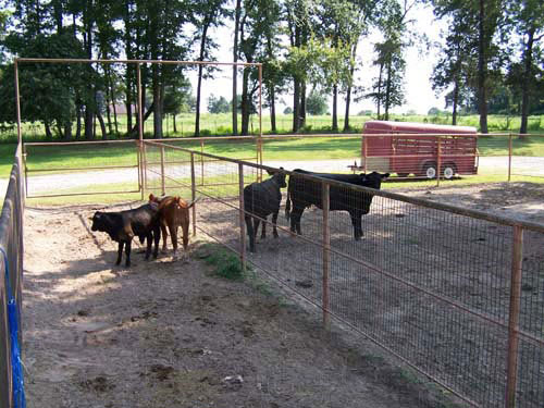 We are also here to treat your large pets as well as help you protect your investment in food animals.