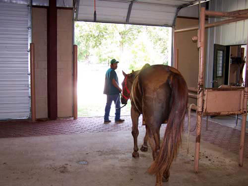 Our 5,000 square foot large animal clinic is well equipped to handle Dixie the lap horse, who would rather be with people than horses, as well as a 2,000 lb prize bucking bull.