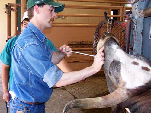 Our large animal clinic is often out on the farm, treating horses, cows, goats, sheep, and Lord knows what else!