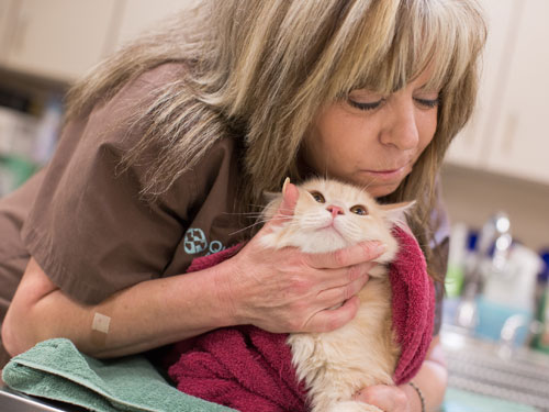 We know that coming to the doctor, even for your pets, can be stressful.