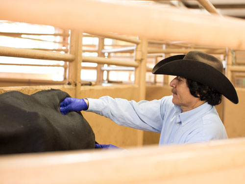 Tending to the livestock
